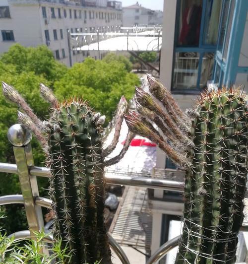 鱼仙人球在冬天的养护管理方法是什么？