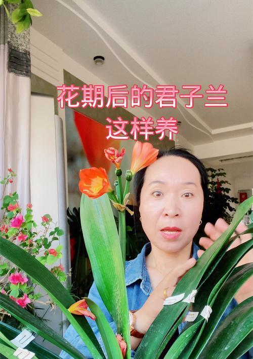 在小花盆里面养君子兰怎么养？有什么特别的技巧吗？