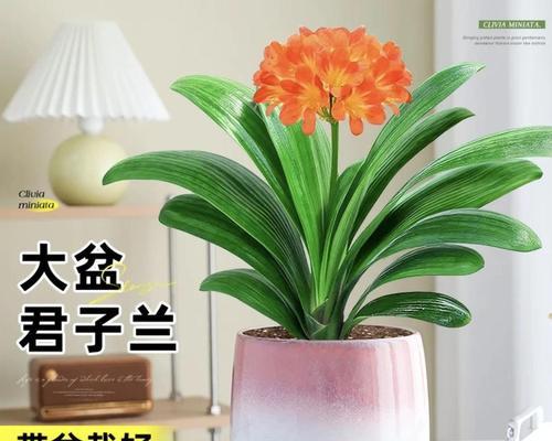 君子兰边红带花苞是什么情况？如何处理？