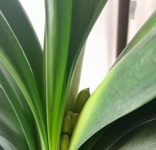 君子兰边红带花苞是什么情况？如何处理？