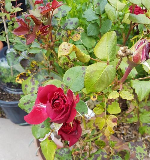 有哪些花的花朵像玫瑰花？它们的养护方法有何不同？