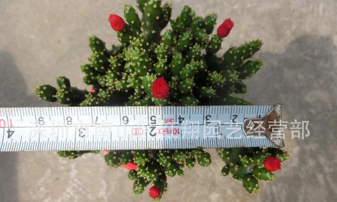 仙人掌种子盆栽种植步骤？怎样成功种出盆栽？