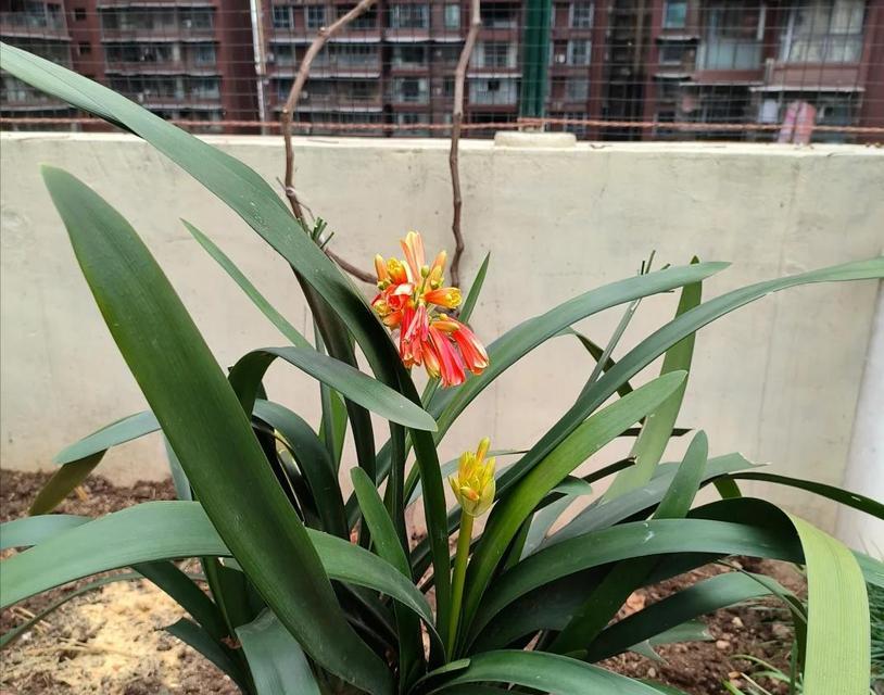 君子兰室内养护多久能开花？如何创造适宜环境？