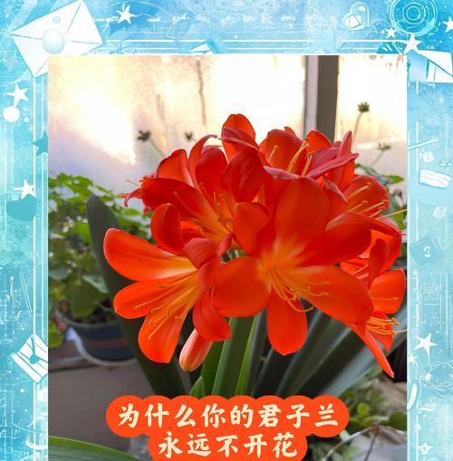 君子兰室内养护多久能开花？如何创造适宜环境？
