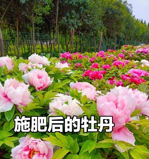 牡丹花不长花芽的原因及解决方法是什么?