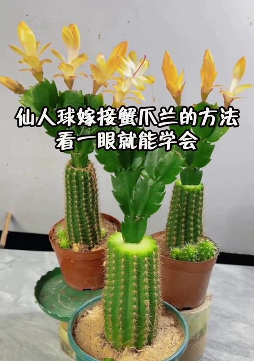 光线不足时仙人球的养殖方法是什么？