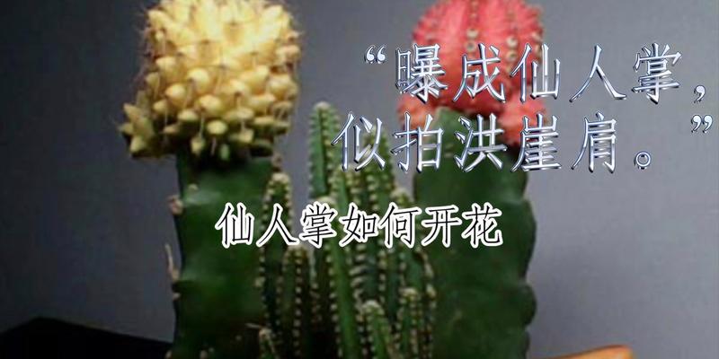 仙人掌提前开花30年应如何处理？