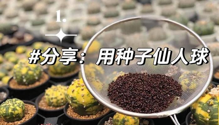 仙人球插栽的正确方法是什么？
