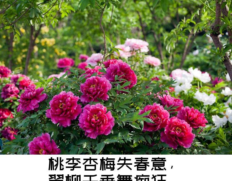 牡丹花吊坠花蕊的象征意义是什么？