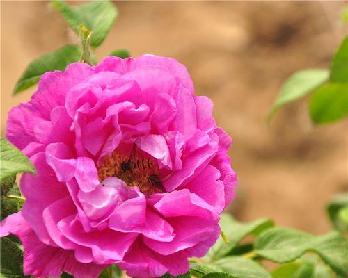 平阴玫瑰花冬季过冬方法有哪些？