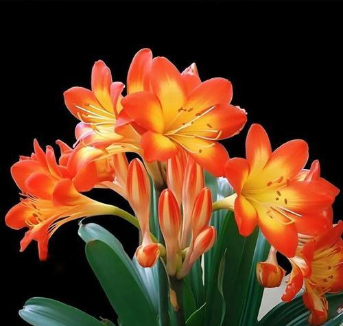 君子兰高脚花盆适合种植哪些其他花卉？