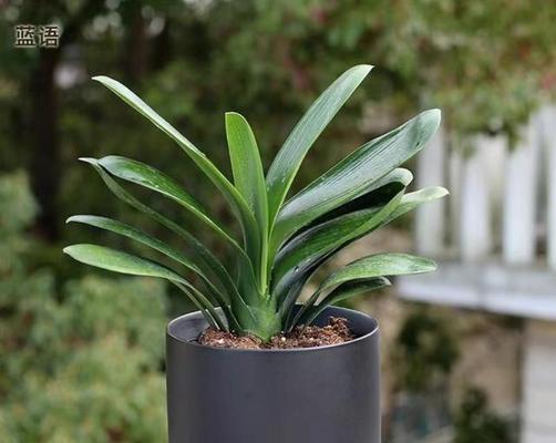 君子兰高脚花盆适合种植哪些其他花卉？