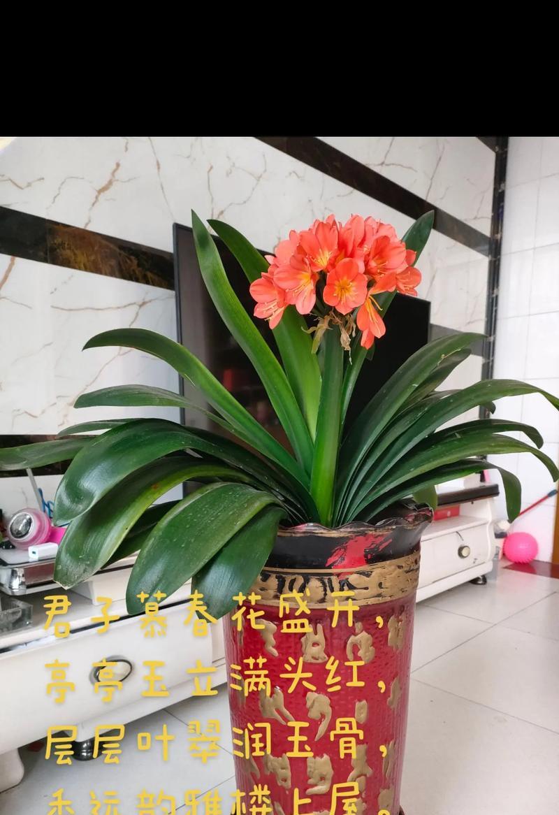 君子兰高脚花盆适合种植哪些其他花卉？