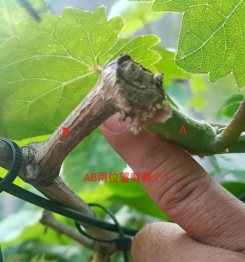 玫瑰花剪枝后如何重新培养？