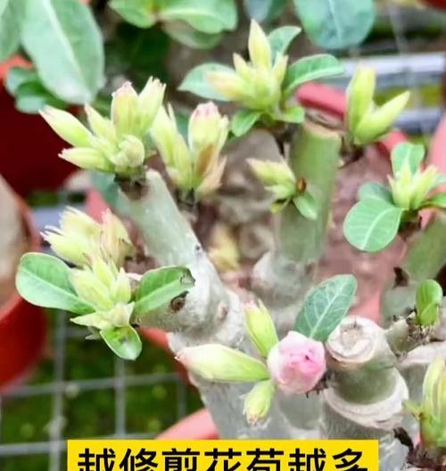 玫瑰花剪枝后如何重新培养？