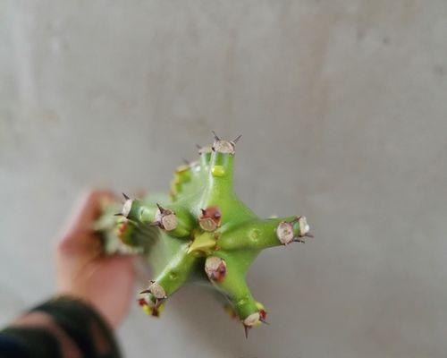 量天尺仙人掌扦插直播间的正确步骤是什么？