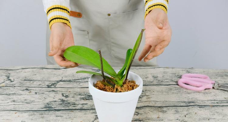 二铵溶液适用于君子兰吗？正确的施肥方法是什么？