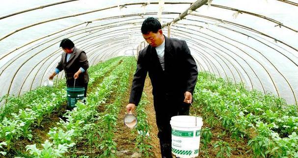 二铵溶液适用于君子兰吗？正确的施肥方法是什么？