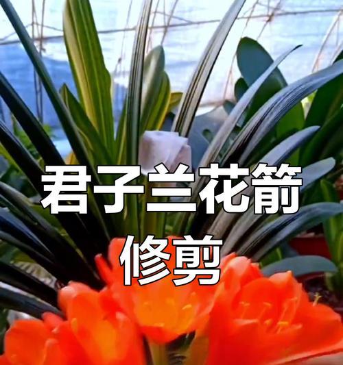 君子兰全部开花后如何管理？
