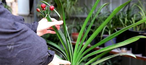君子兰全部开花后如何管理？