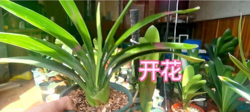 君子兰全部开花后如何管理？