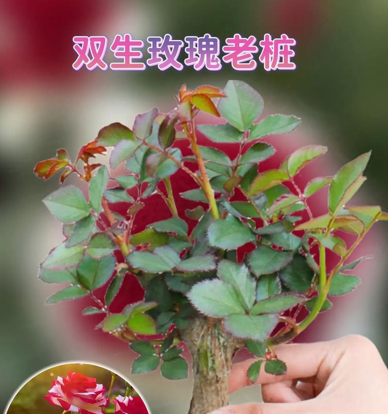 发芽玫瑰花的正确栽种方法是什么？