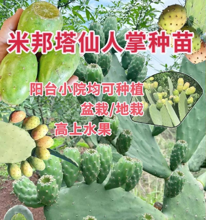 如何促进仙人掌多开花？