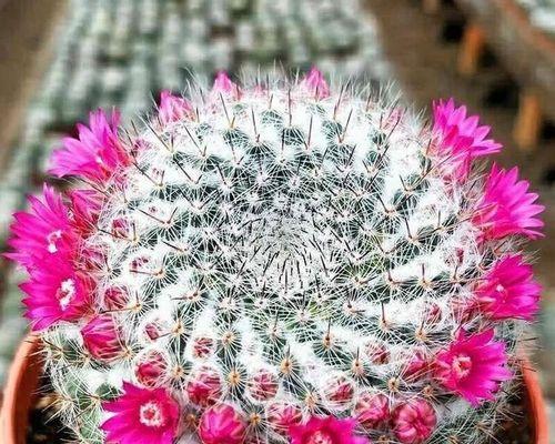 如何促进仙人掌多开花？