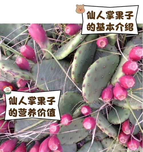 无刺仙人掌果的种植方法是什么？有哪些技巧？