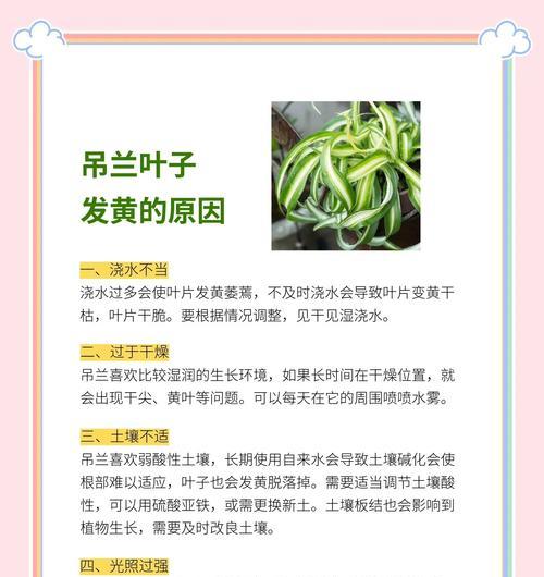 君子兰叶子出现黄斑的原因是什么？如何处理？