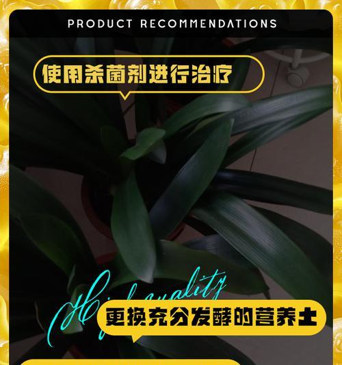 君子兰叶子出现黄斑的原因是什么？如何处理？