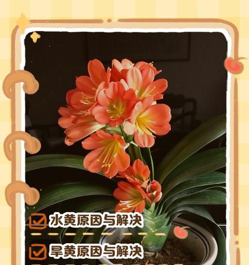君子兰叶子出现黄斑的原因是什么？如何处理？