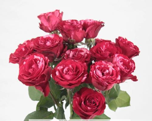 玫瑰花苞为何会变成花？怎样防止这种情况？