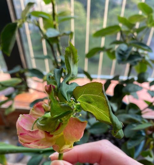 玫瑰花苞为何会变成花？怎样防止这种情况？