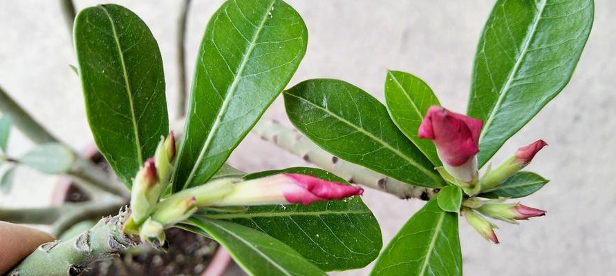 玫瑰花苞为何会变成花？怎样防止这种情况？