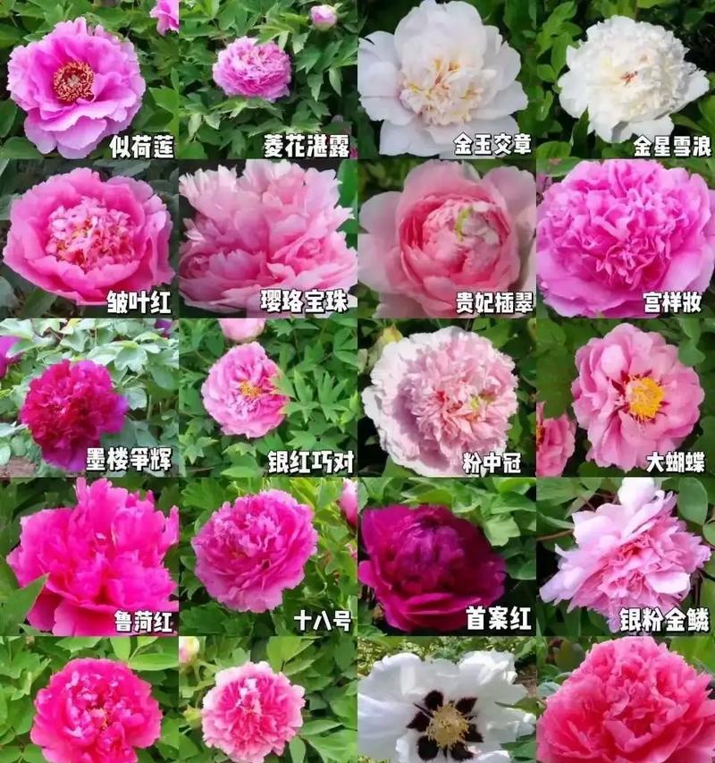 单色牡丹花的养护技巧有哪些？