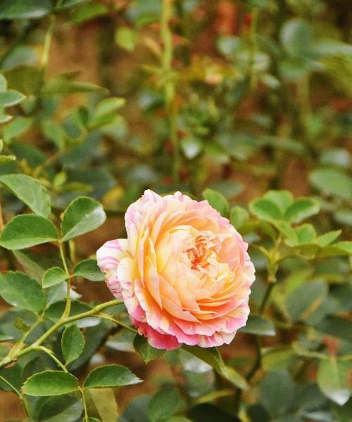 玫瑰花和沙滩花有什么区别？各自的特性是什么？