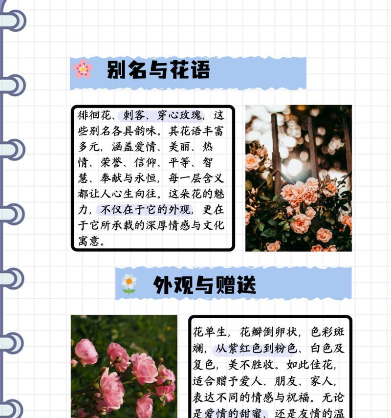 玫瑰花和沙滩花有什么区别？各自的特性是什么？