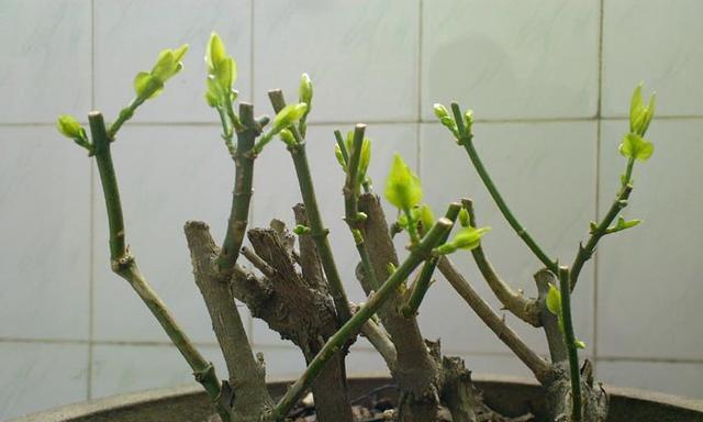 春季树状玫瑰花的修剪方法是什么？修剪后如何促进新芽生长？