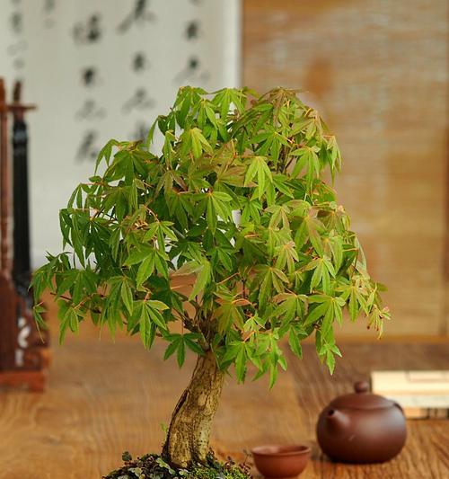 茶桌仙人掌盆栽好养吗？如何养护？