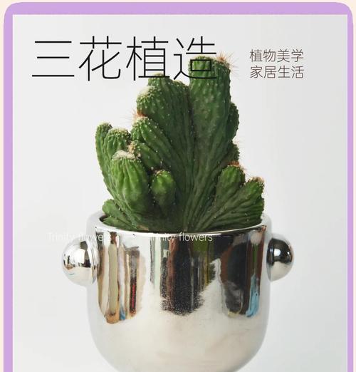 茶桌仙人掌盆栽好养吗？如何养护？