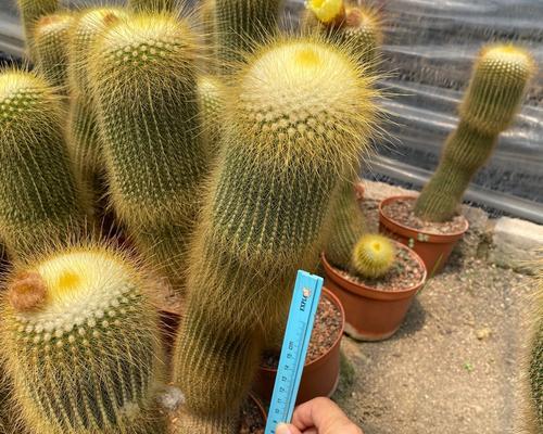仙人球与普通植物的区别在哪里？