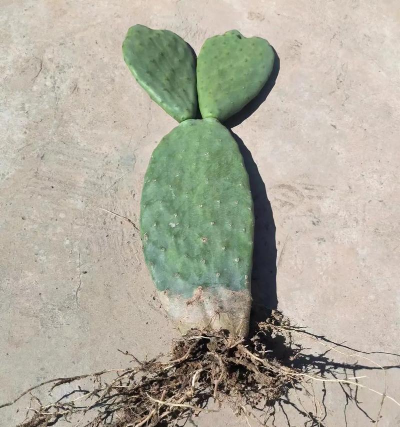 圆盆种仙人掌好看吗？如何种植才能更美观？