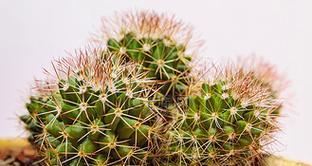 圆盆种仙人掌好看吗？如何种植才能更美观？