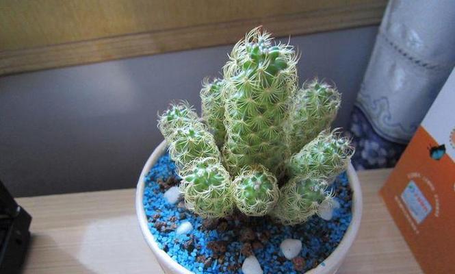 狐狸仙人掌花盆的养护和管理技巧是什么？如何保持其美观？