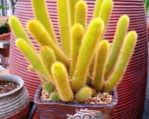 仙人掌小狐狸的养殖方法是什么？如何照料？