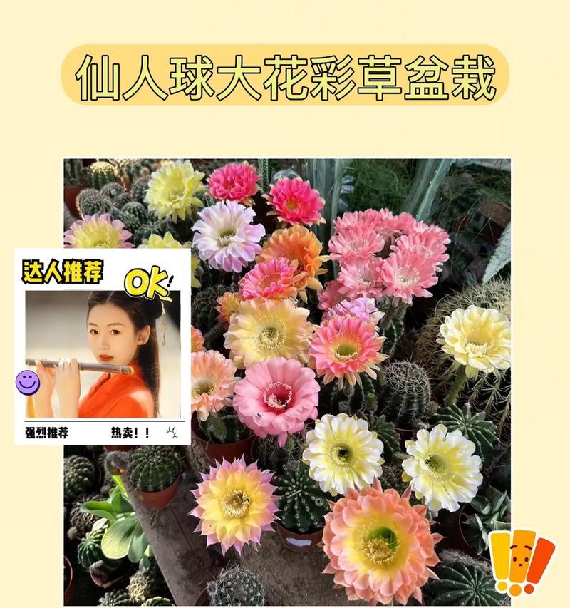 浓香型彩草仙人球的养护技巧有哪些？如何保持其香味？
