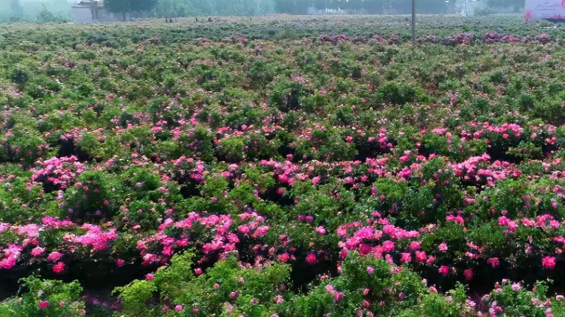 正阳种植玫瑰花的地点是什么？哪里最适合种植玫瑰？