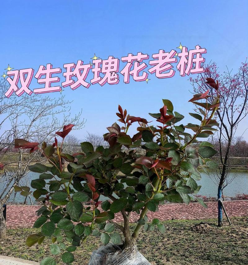 正阳种植玫瑰花的地点是什么？哪里最适合种植玫瑰？