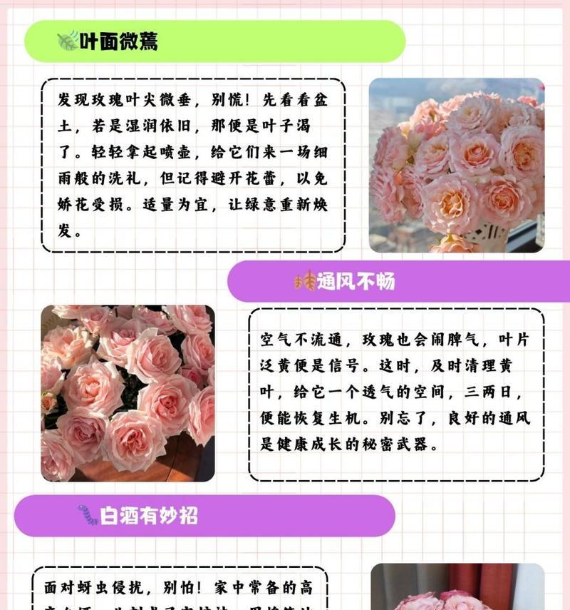 正阳种植玫瑰花的地点是什么？哪里最适合种植玫瑰？